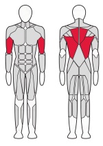 Тяга для трапецевидных мышц InterAtletika Verti 