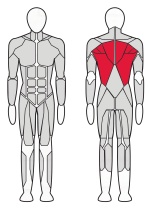 Т-образная тяга с упором на грудь InterAtletika Verti 