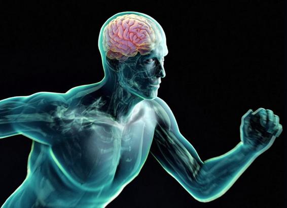 Спорт помогает развитию мозга? Исследования мировых ученых