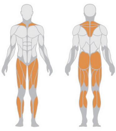 Тренажёр для становой тяги и трапециевидных мышц Panatta HP