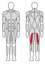 Сгибатель бедра стоя InterAtletika Verti 